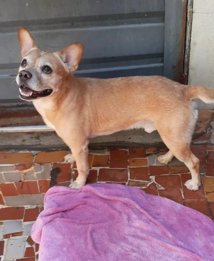 Cachorro ra a Mixto de Buldogue Francês idade 3 anos nome Thor