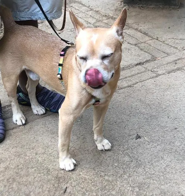 Cachorro ra a Mixto de Buldogue Francês idade 3 anos nome Thor