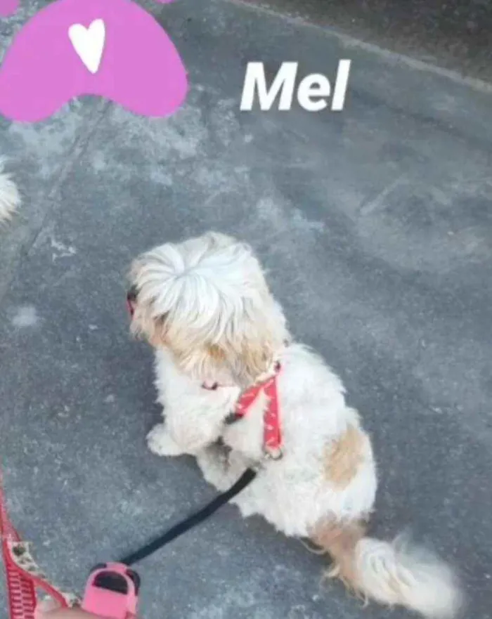 Cachorro raça Lhasa apso idade 4 anos nome Mel