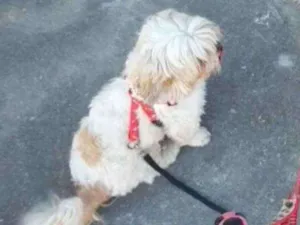Cachorro raça Lhasa apso idade 4 anos nome Mel