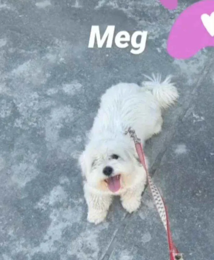 Cachorro raça Lhasa apso idade 2 anos nome Meg