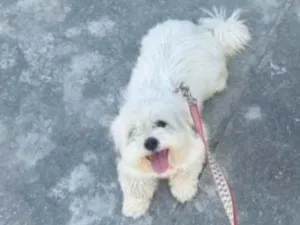 Cachorro raça Lhasa apso idade 2 anos nome Meg