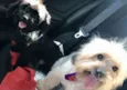 Babalu e Bidu 