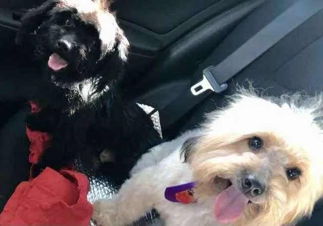 Cachorro ra a Mesticos  idade 7 a 11 meses nome Babalu e Bidu 