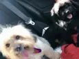 Babalu e Bidu 