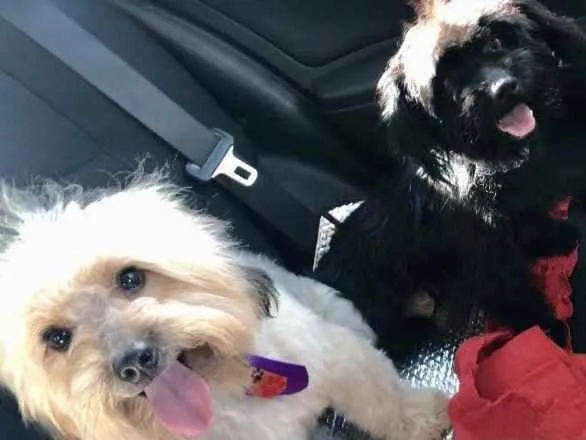 Cachorro ra a Mesticos  idade 7 a 11 meses nome Babalu e Bidu 