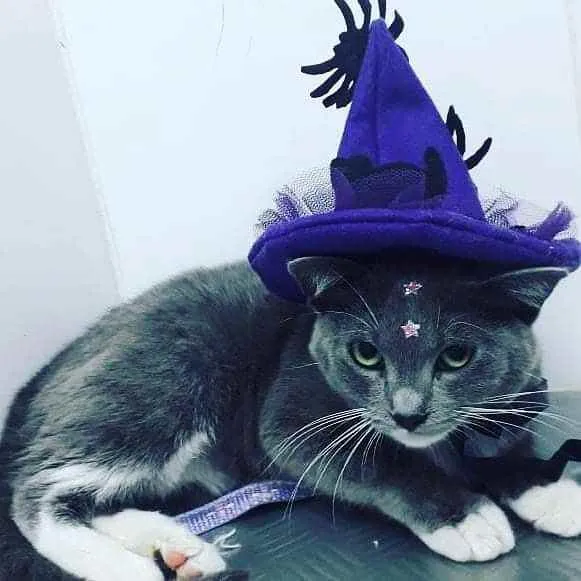 Gato ra a Sem raça definida  idade 2 a 6 meses nome Gatinhas
