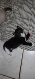 Gatinhas