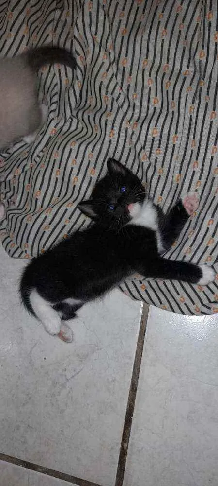 Gato ra a Sem raça definida  idade 2 a 6 meses nome Gatinhas
