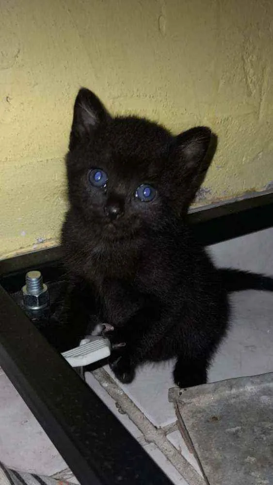 Gato ra a Sem raça definida  idade 2 a 6 meses nome Gatinhas