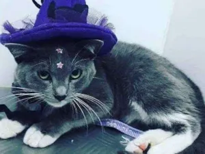 Gato raça Sem raça definida  idade 2 a 6 meses nome Gatinhas