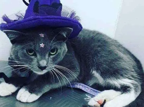 Gato ra a Sem raça definida  idade 2 a 6 meses nome Gatinhas