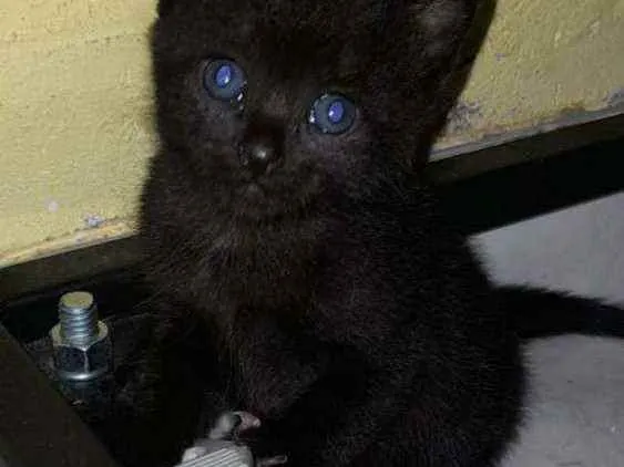 Gato ra a Sem raça definida  idade 2 a 6 meses nome Gatinhas