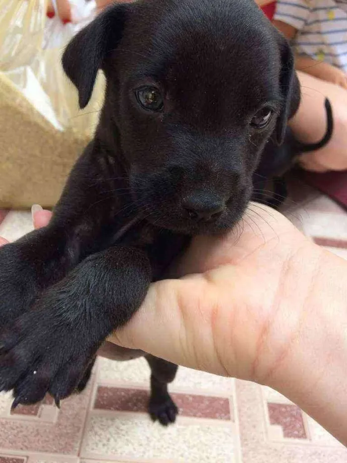 Cachorro ra a Srd idade Abaixo de 2 meses nome Luna