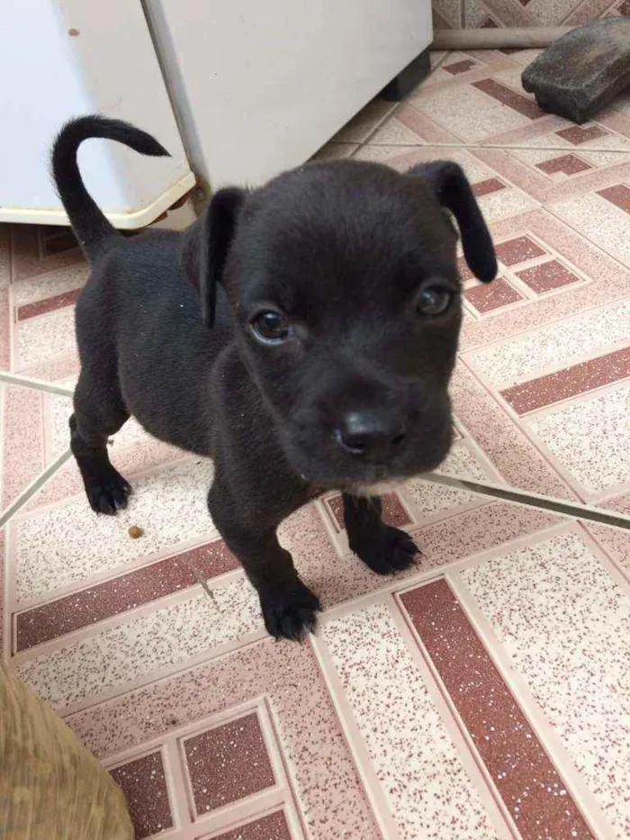 Cachorro ra a Srd idade Abaixo de 2 meses nome Salsicha