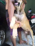Amarelo