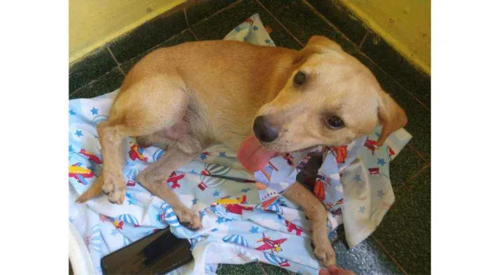 Cachorro ra a SRD idade 1 ano nome Luca