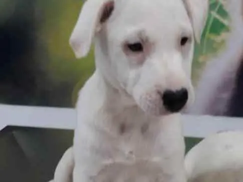 Cachorro ra a Srd idade 2 a 6 meses nome CÃEZINHOS FILHOTES 