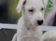 CÃEZINHOS FILHOTES