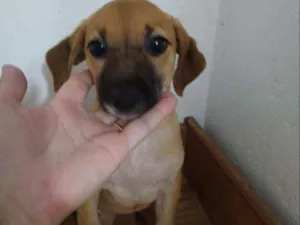 Cachorro raça Srd idade 2 a 6 meses nome CÃEZINHOS FILHOTES 