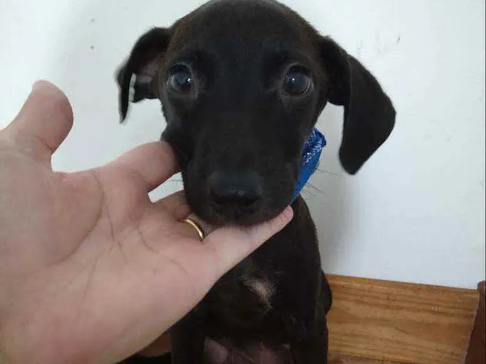 Cachorro ra a Srd idade 2 a 6 meses nome CÃEZINHOS FILHOTES 
