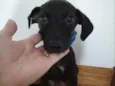 CÃEZINHOS FILHOTES