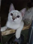 Gatinhos filhotes