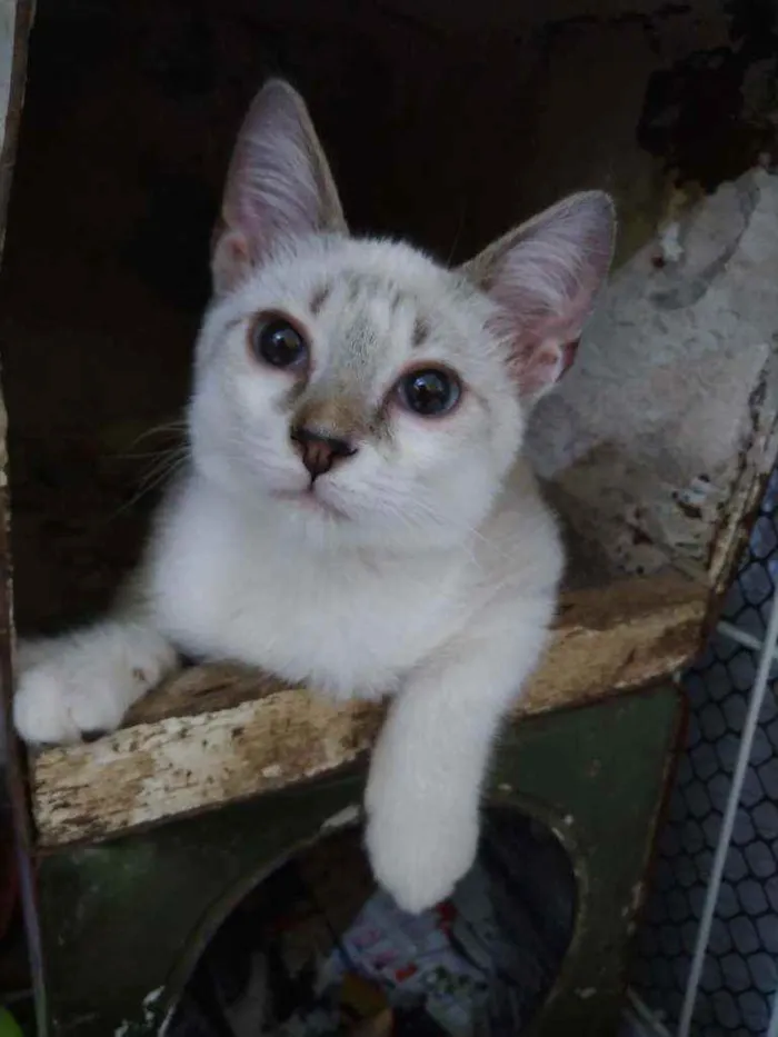 Gato ra a Srd idade Abaixo de 2 meses nome Gatinhos filhotes