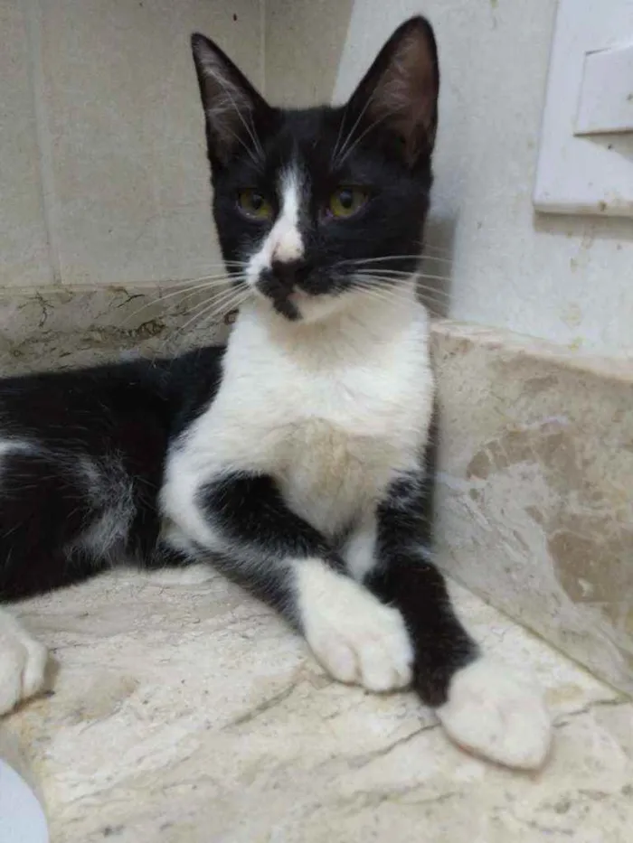 Gato ra a Srd idade Abaixo de 2 meses nome Gatinhos filhotes