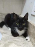Gatinhos filhotes