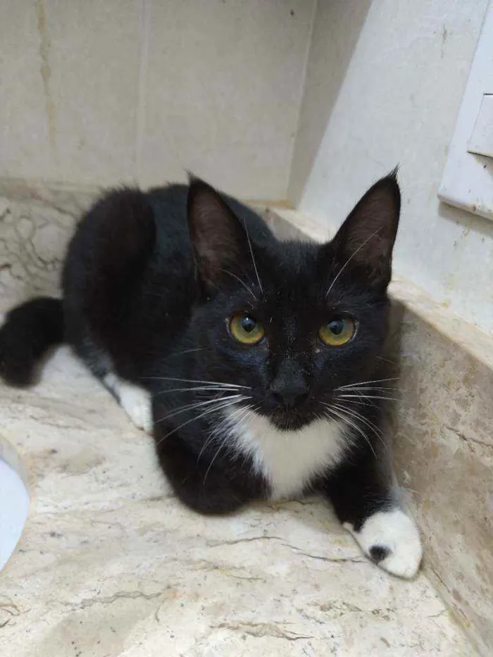 Gato ra a Srd idade Abaixo de 2 meses nome Gatinhos filhotes