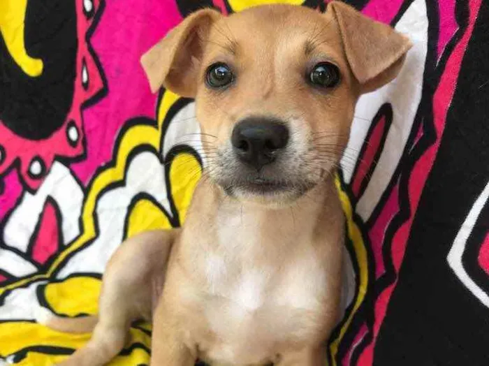 Cachorro raça Sem Raça Definida idade Abaixo de 2 meses nome Sem nome