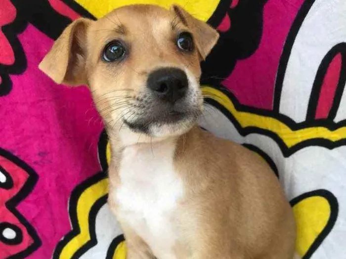 Cachorro raça Sem Raça Definida idade Abaixo de 2 meses nome Sem nome