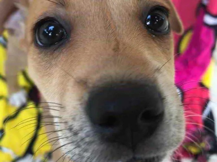 Cachorro raça Sem Raça Definida idade Abaixo de 2 meses nome Sem nome