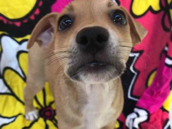 Cachorro raça Sem Raça Definida idade Abaixo de 2 meses nome Sem nome