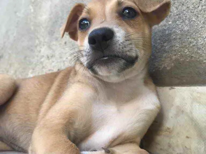 Cachorro raça Sem Raça Definida idade Abaixo de 2 meses nome Sem nome