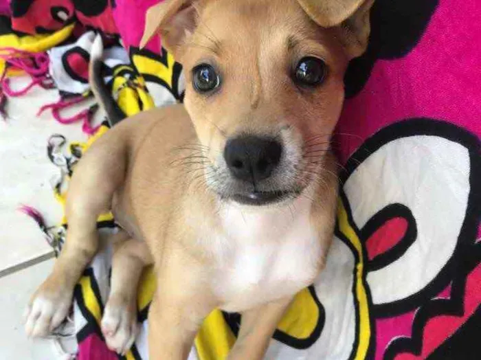 Cachorro raça Sem Raça Definida idade Abaixo de 2 meses nome Sem nome