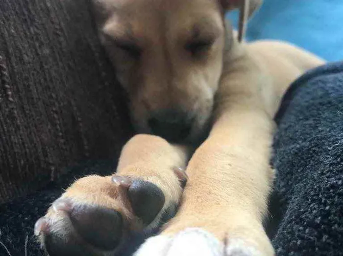 Cachorro raça Sem Raça Definida idade Abaixo de 2 meses nome Sem nome