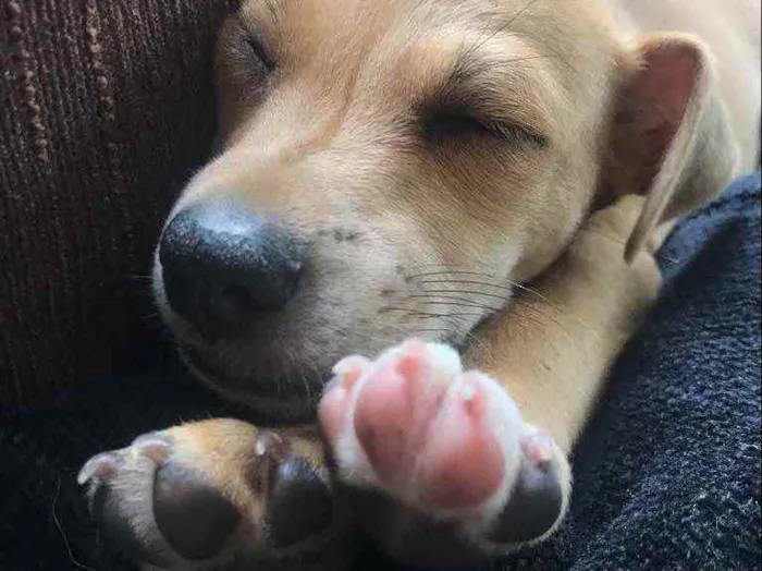 Cachorro raça Sem Raça Definida idade Abaixo de 2 meses nome Sem nome