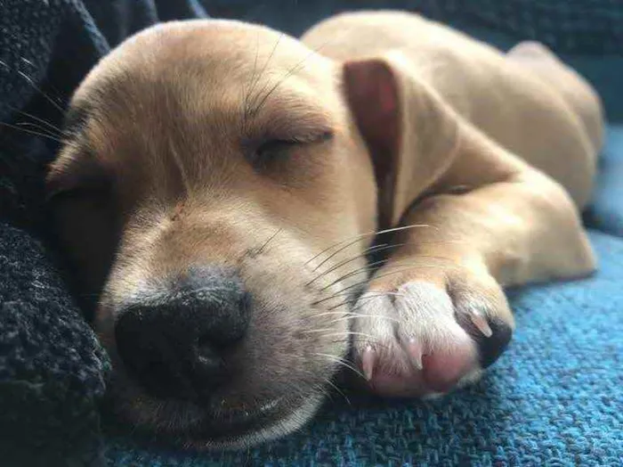 Cachorro raça Sem Raça Definida idade Abaixo de 2 meses nome Sem nome