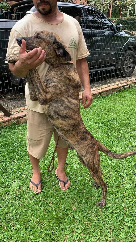 Cachorro ra a SRD-ViraLata idade 2 anos nome Rosa Caetano