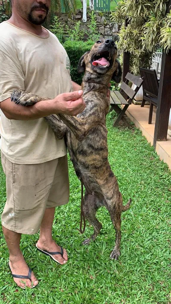 Cachorro ra a SRD-ViraLata idade 2 anos nome Rosa Caetano