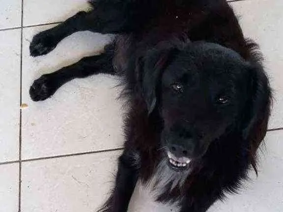 Cachorro ra a SRD idade 1 ano nome Zeca  Baleia