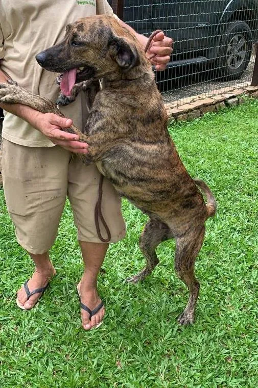 Cachorro ra a SRD-ViraLata idade 2 anos nome Rosa Caetano