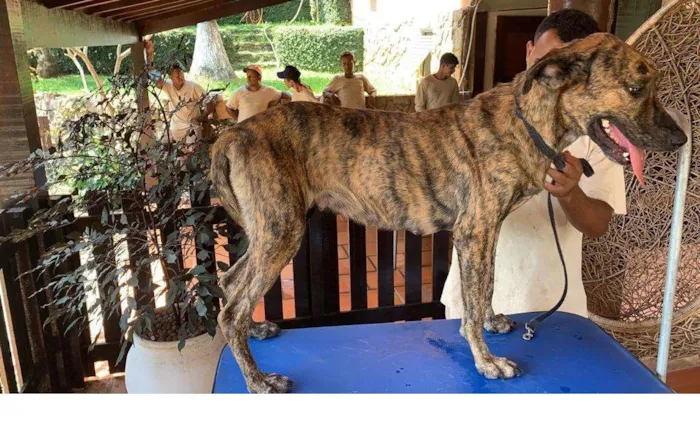 Cachorro ra a SRD-ViraLata idade 2 anos nome Rosa Caetano