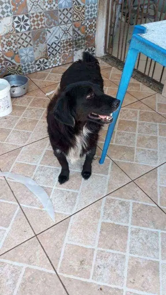 Cachorro ra a SRD idade 1 ano nome Zeca  Baleia