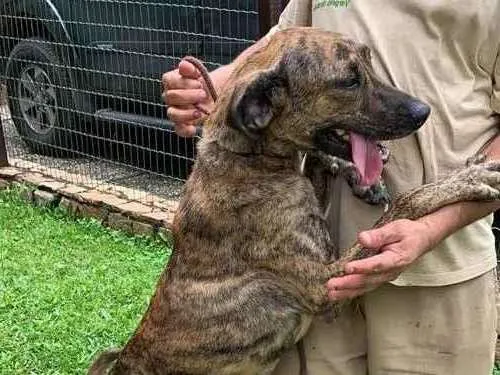 Cachorro ra a SRD-ViraLata idade 2 anos nome Rosa Caetano