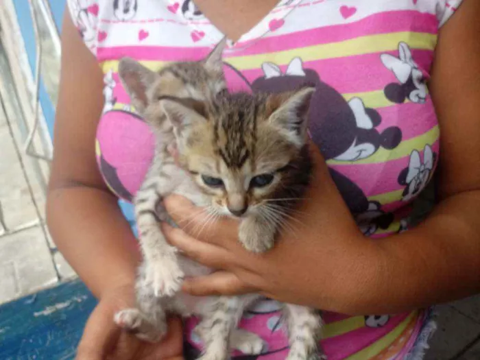 Gato raça Srd idade 2 a 6 meses nome Sem nomes