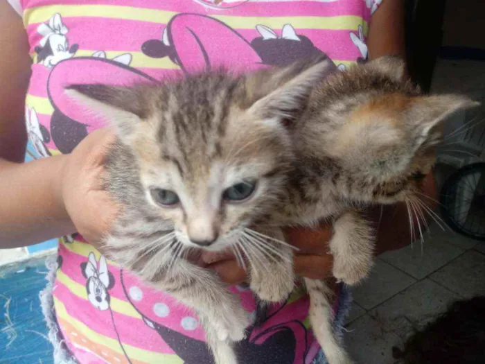 Gato raça Srd idade 2 a 6 meses nome Sem nomes