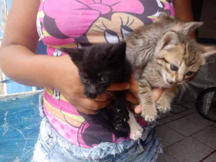 Gato raça Srd idade 2 a 6 meses nome Sem nomes